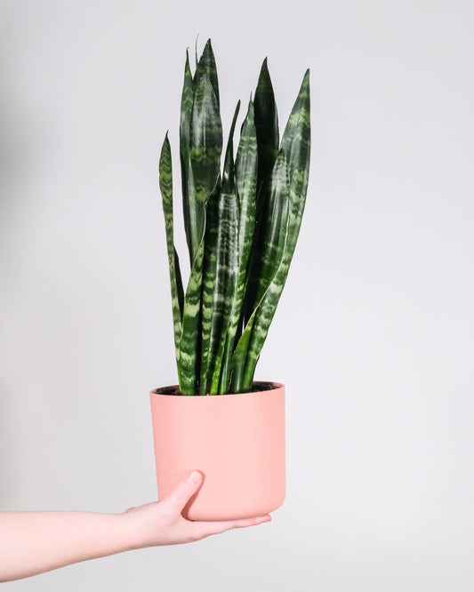 Sansevieria Trifasciata 'Zeylanica' / Snake plant or Mother-In-Law's tongue