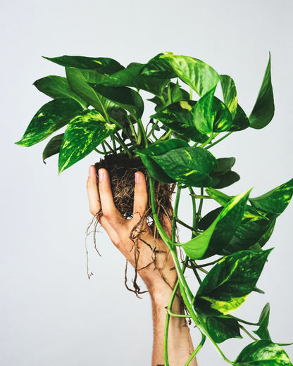 Pothos / Epipremnum aureum / Devil's Ivy