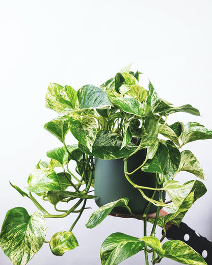 Pothos / Epipremnum aureum / Devil's Ivy